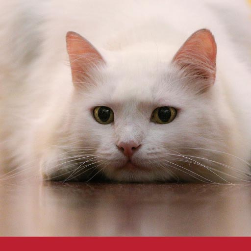 Read more about the article Enjoyable Exercises For Cats