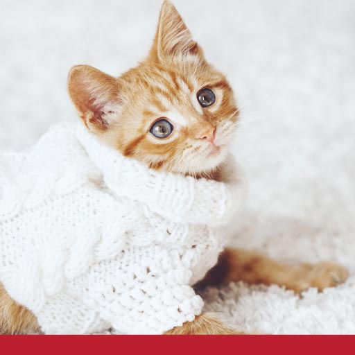 Read more about the article Should Cats Wear Cardigans?