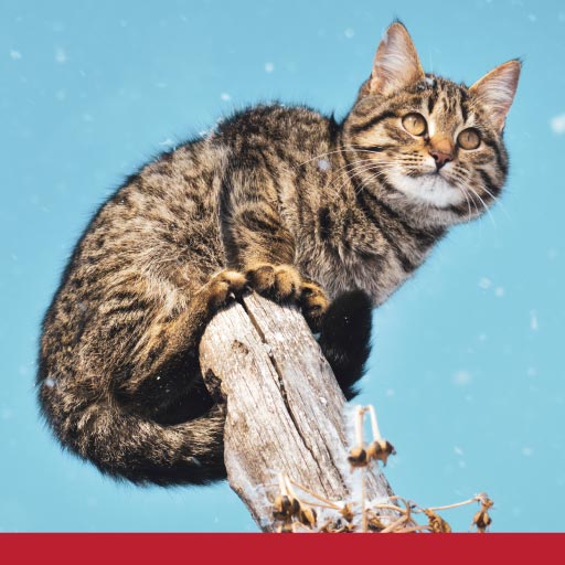 Read more about the article Why Do Cats Need To Exercise?
