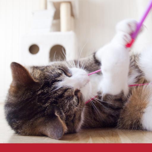 Boost Feline Fitness Through Play - PetlifeSA