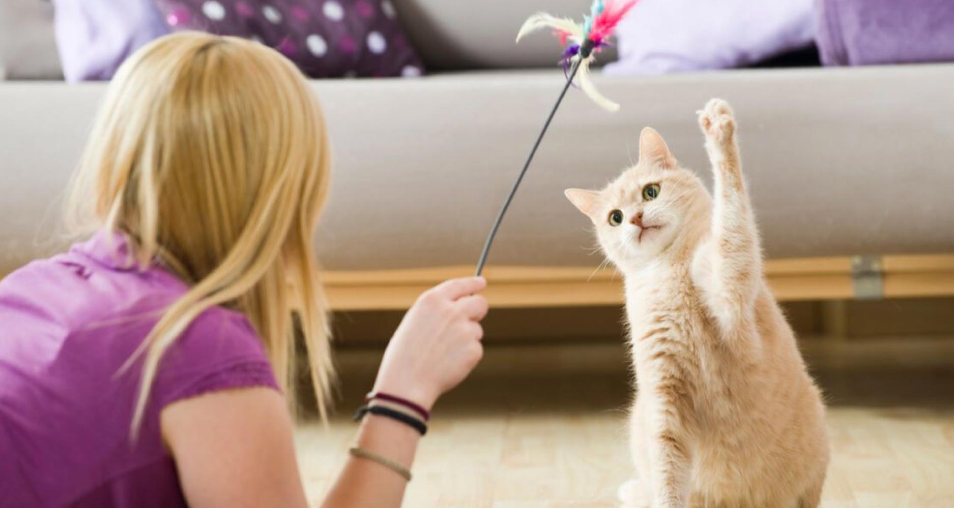 How To Play With Your Cat And For How Long - PetlifeSA