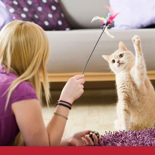 How To Play With Your Cat And For How Long - PetlifeSA