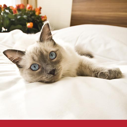 Read more about the article Why Check Your Cat Into A Hotel?