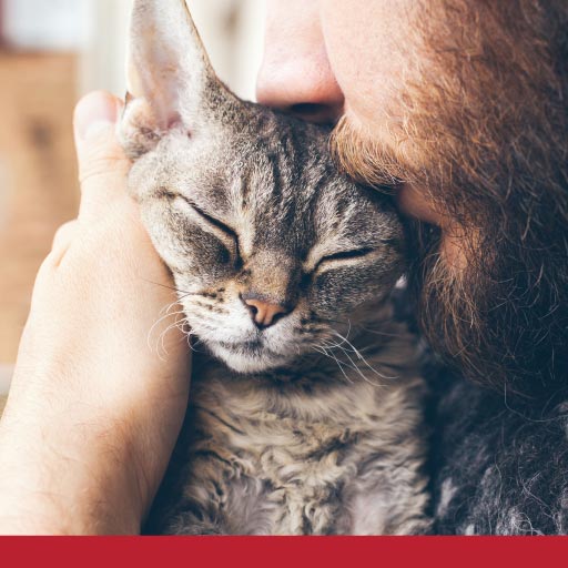 Read more about the article Here’s How To Improve Your Cat’s Well-being