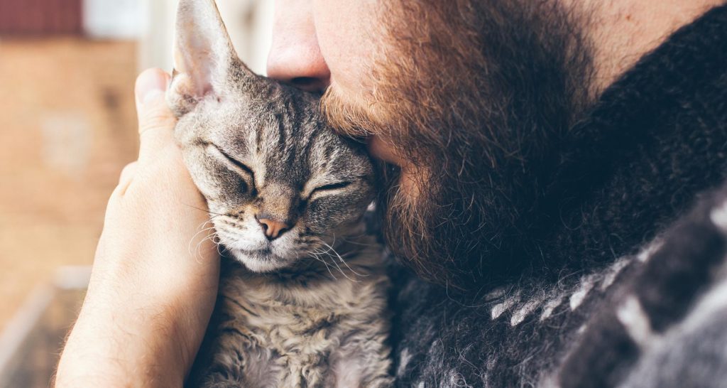 Here’s How To Improve Your Cat’s Well-being - PetlifeSA