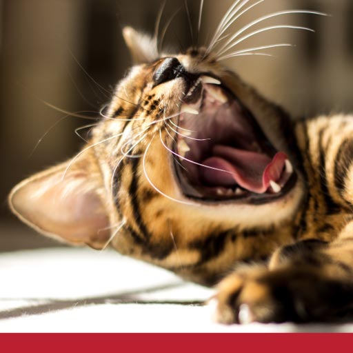 Read more about the article Feline Tooth Resorption: What You Need To Know
