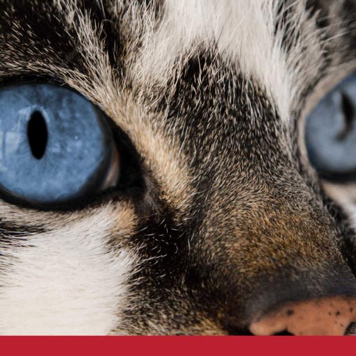 Feline Eye Conditions - Learn What They Are
