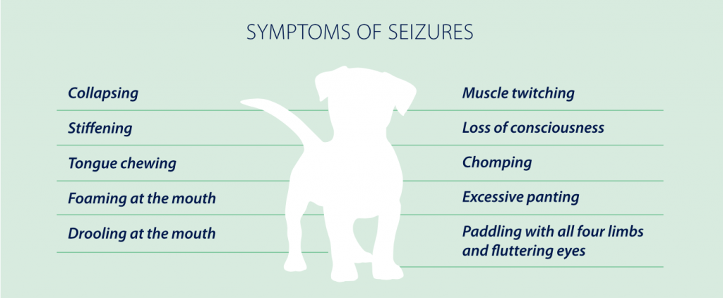 Epilepsy & Seizures in Dogs - PetlifeSA