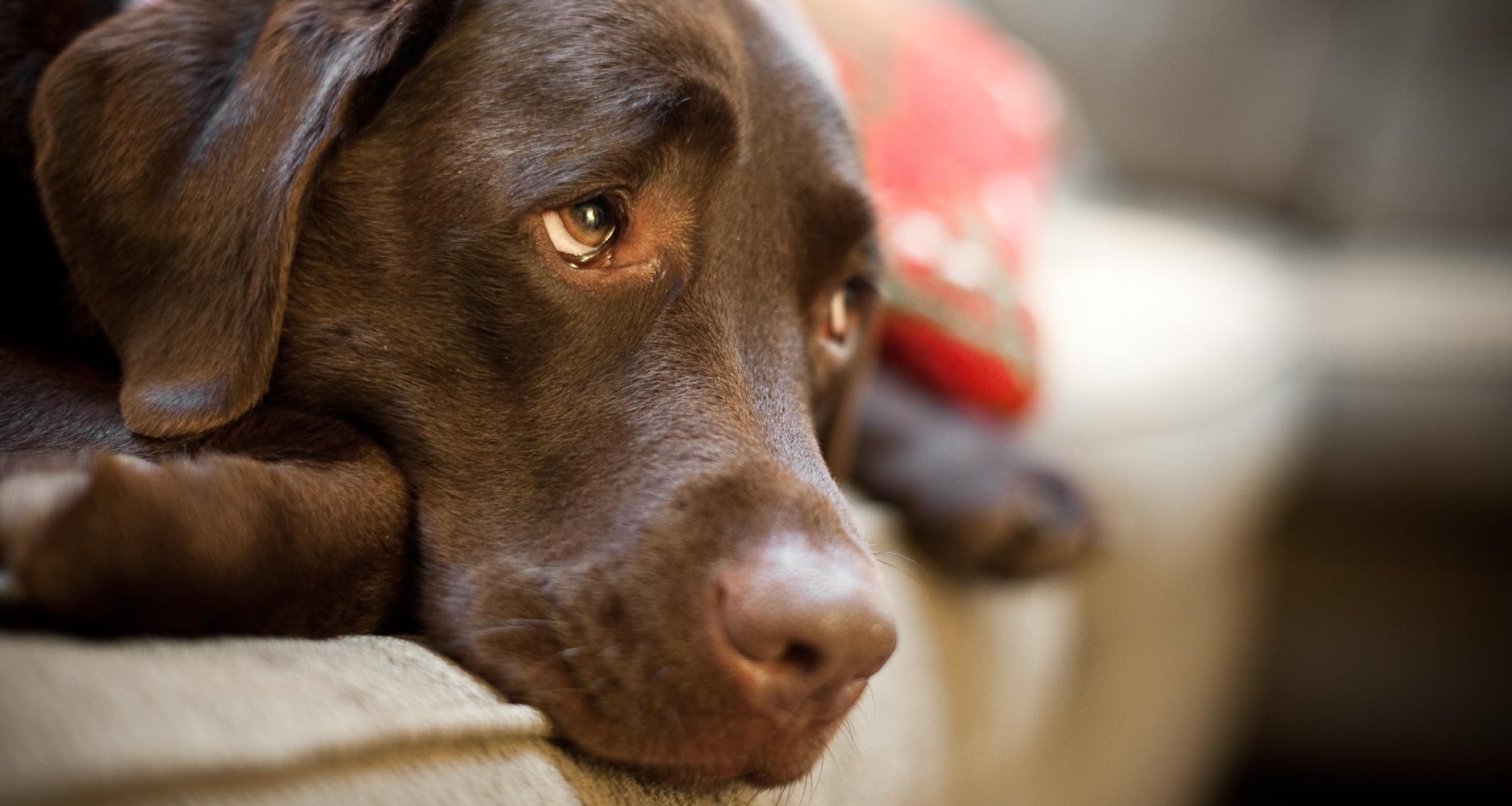 What to do during a dog seizure