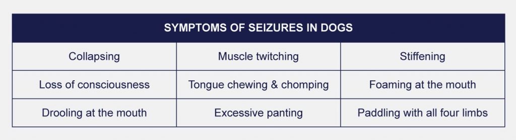 Symptoms of seizures in dogs