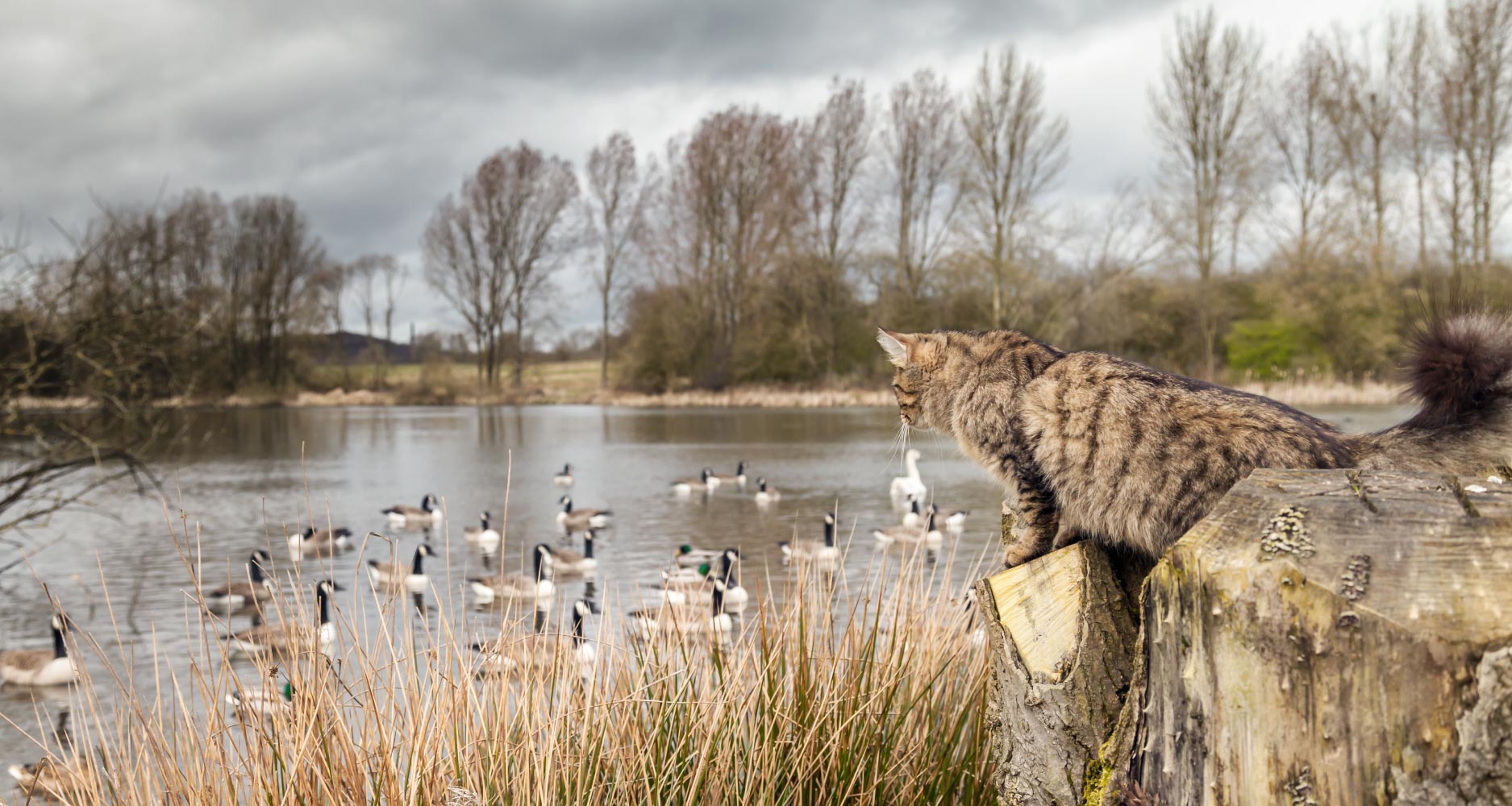 What you need to know about feral cats