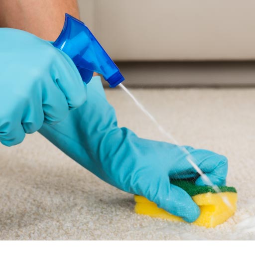 Read more about the article Removing Urine Smells