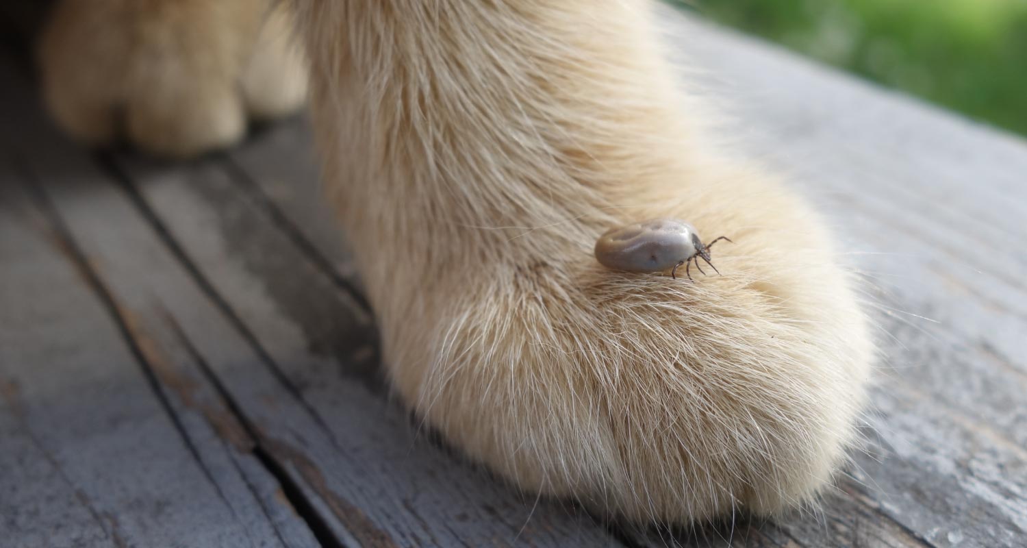 Ticks a growing threat