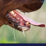 Rabies- diagnosis, prevention and the value of vaccination