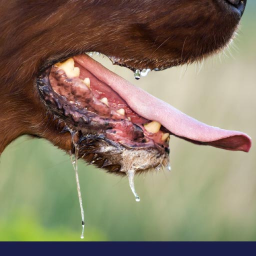 Read more about the article Rabies: Diagnosis, Prevention & The Value Of Vaccination
