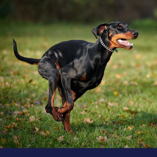 Read more about the article Rabies In Pets