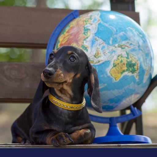 Read more about the article World Rabies Day – Awareness & Prevention Efforts