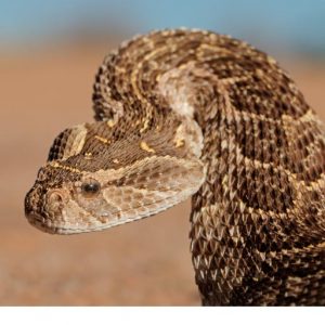 Pets owners guide for snake season