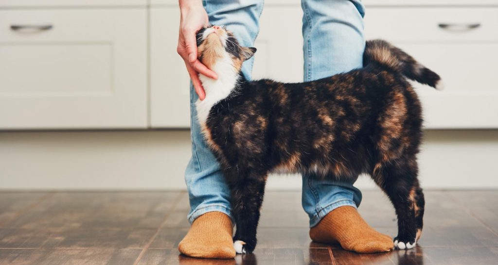 Cat Parasites That Can Infect Humans PetlifeSA