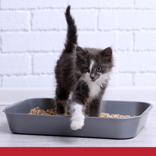 Read more about the article Raising & Training Kittens