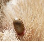 Parasites, ticks and fleas -what they thrive on and what to do