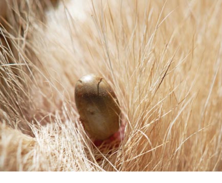 Read more about the article Ticks & Fleas – When They Thrive And What To Do