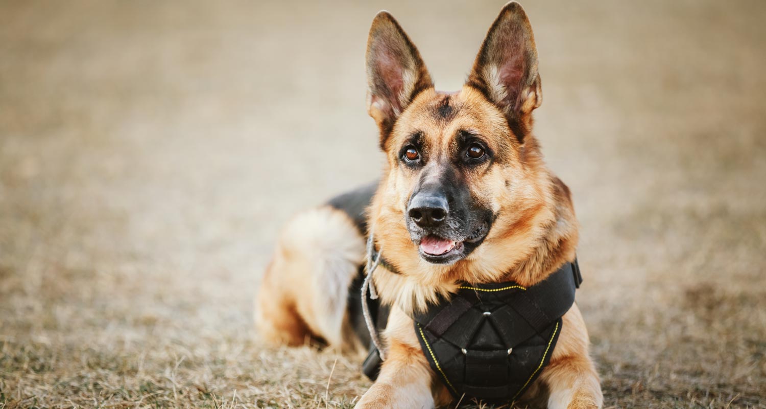 10 Of The Best Police Dog Breeds In The 
