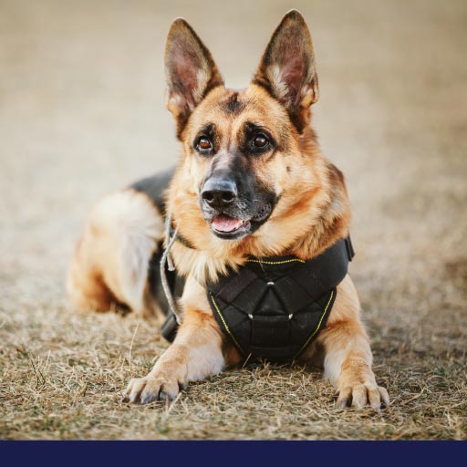 types of police dogs