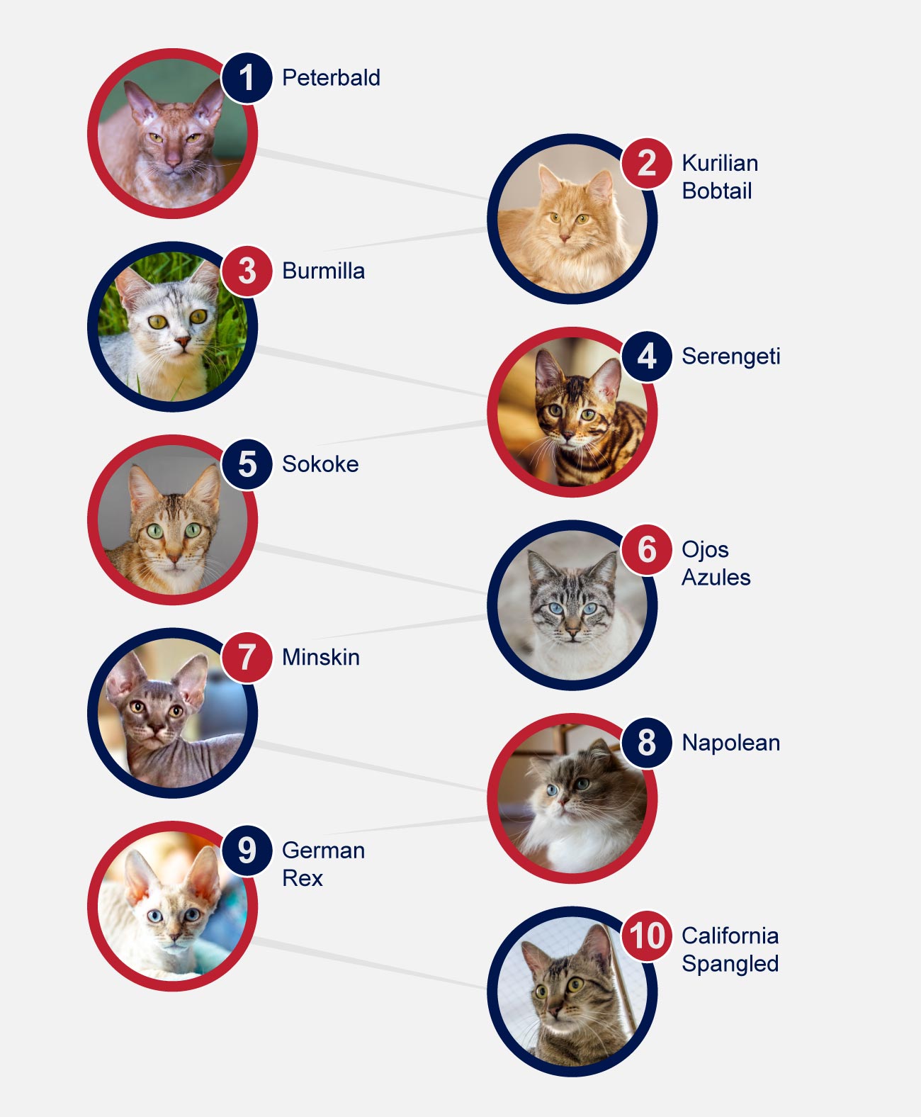 Rare Breeds Of Cats - PetlifeSA