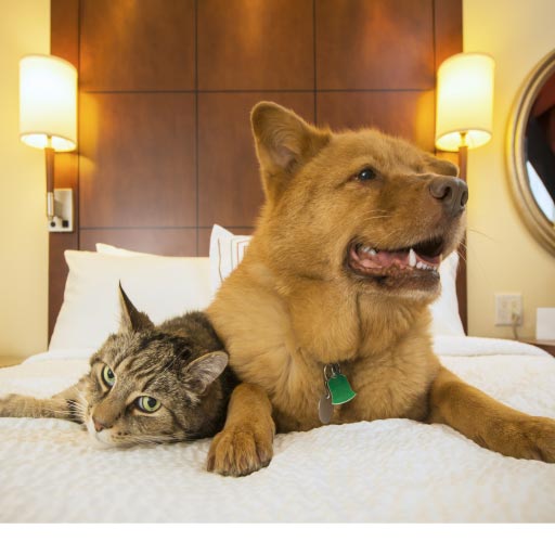 Read more about the article Why a Pet Hotel Makes Perfect Sense