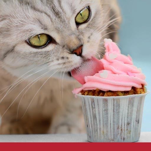Read more about the article Diabetes In Cats