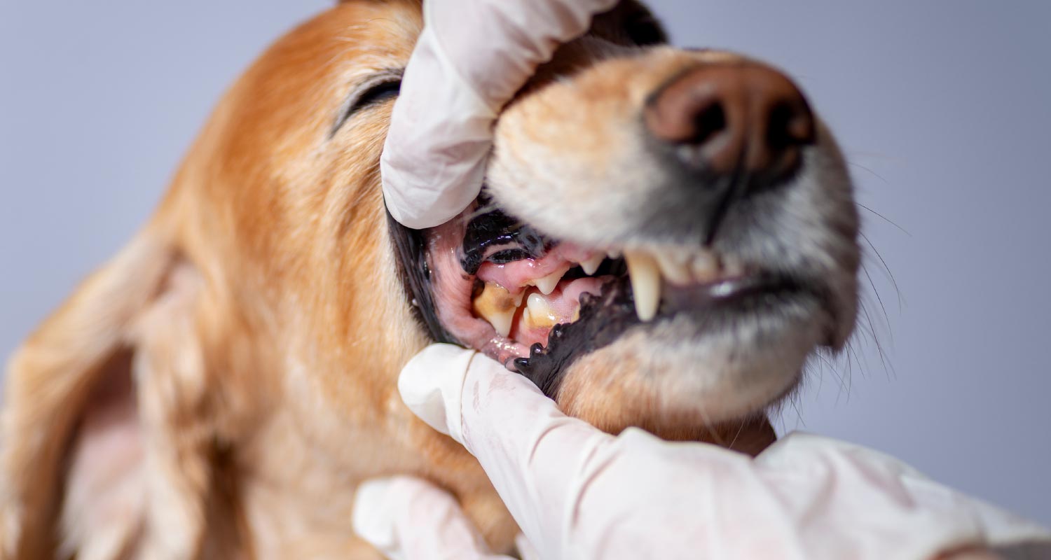 Dog 2024 dental health