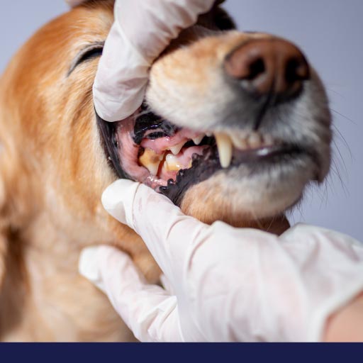 What You Need To Know About Your Dog's Oral Health - PetlifeSA