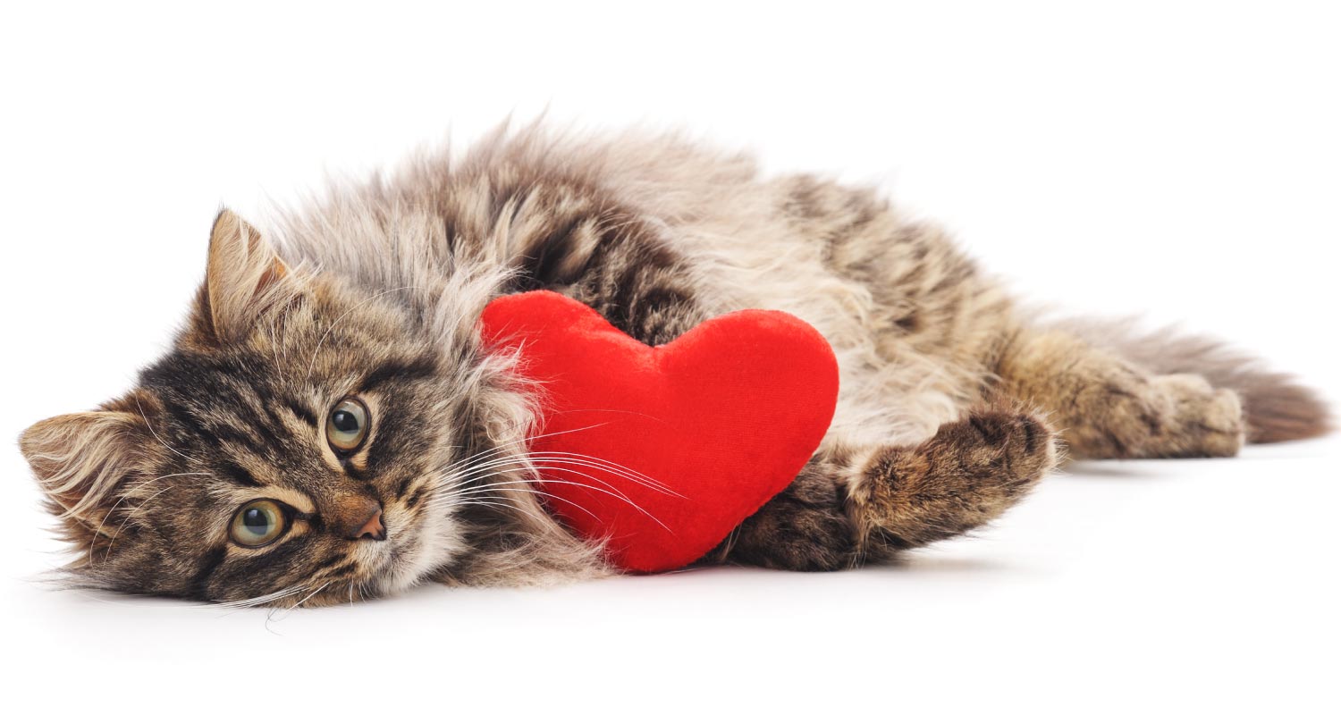 Facts about your cats heart