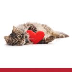 Facts about your cats heart