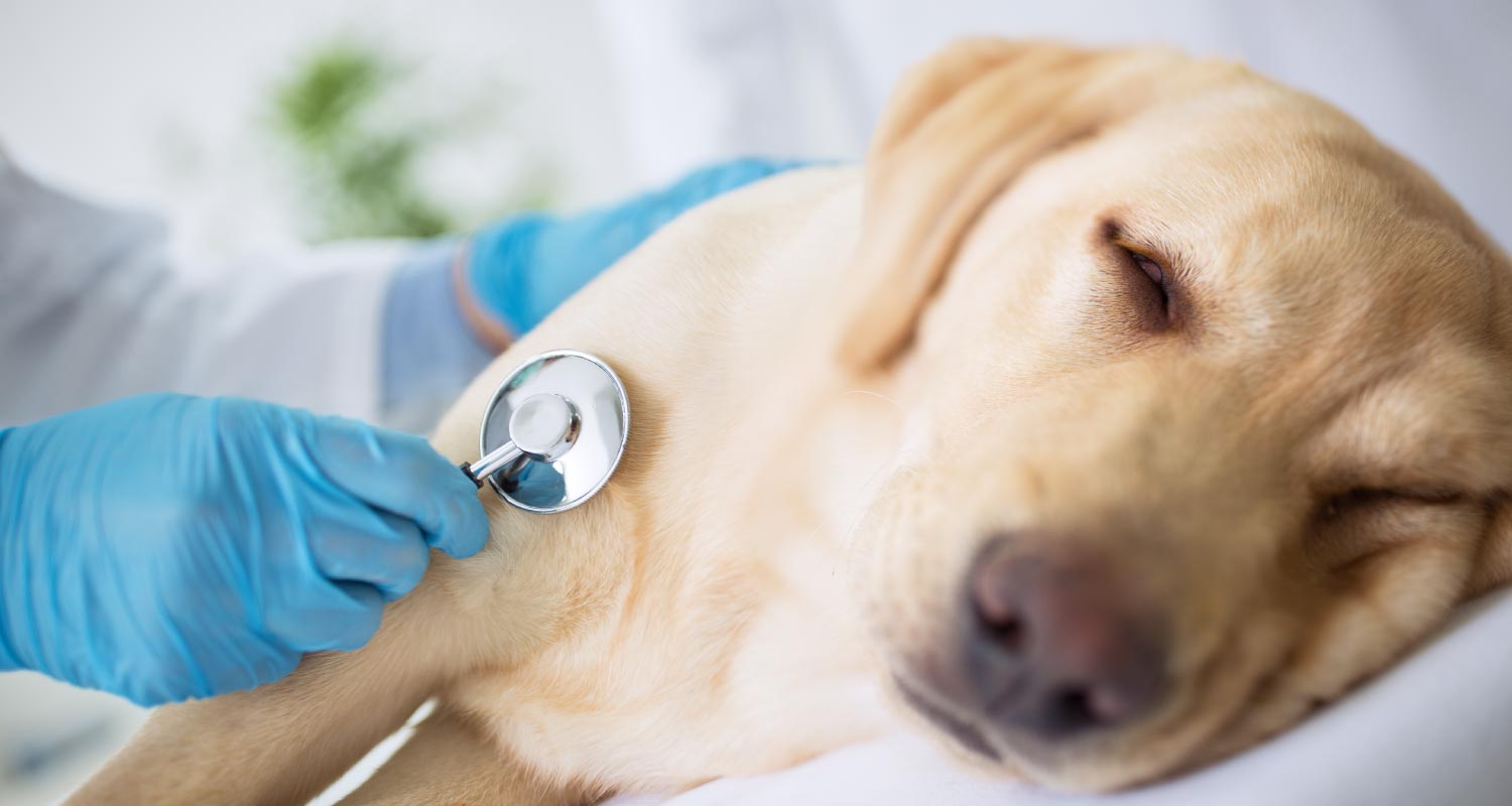 what are signs of congestive heart failure in a dog