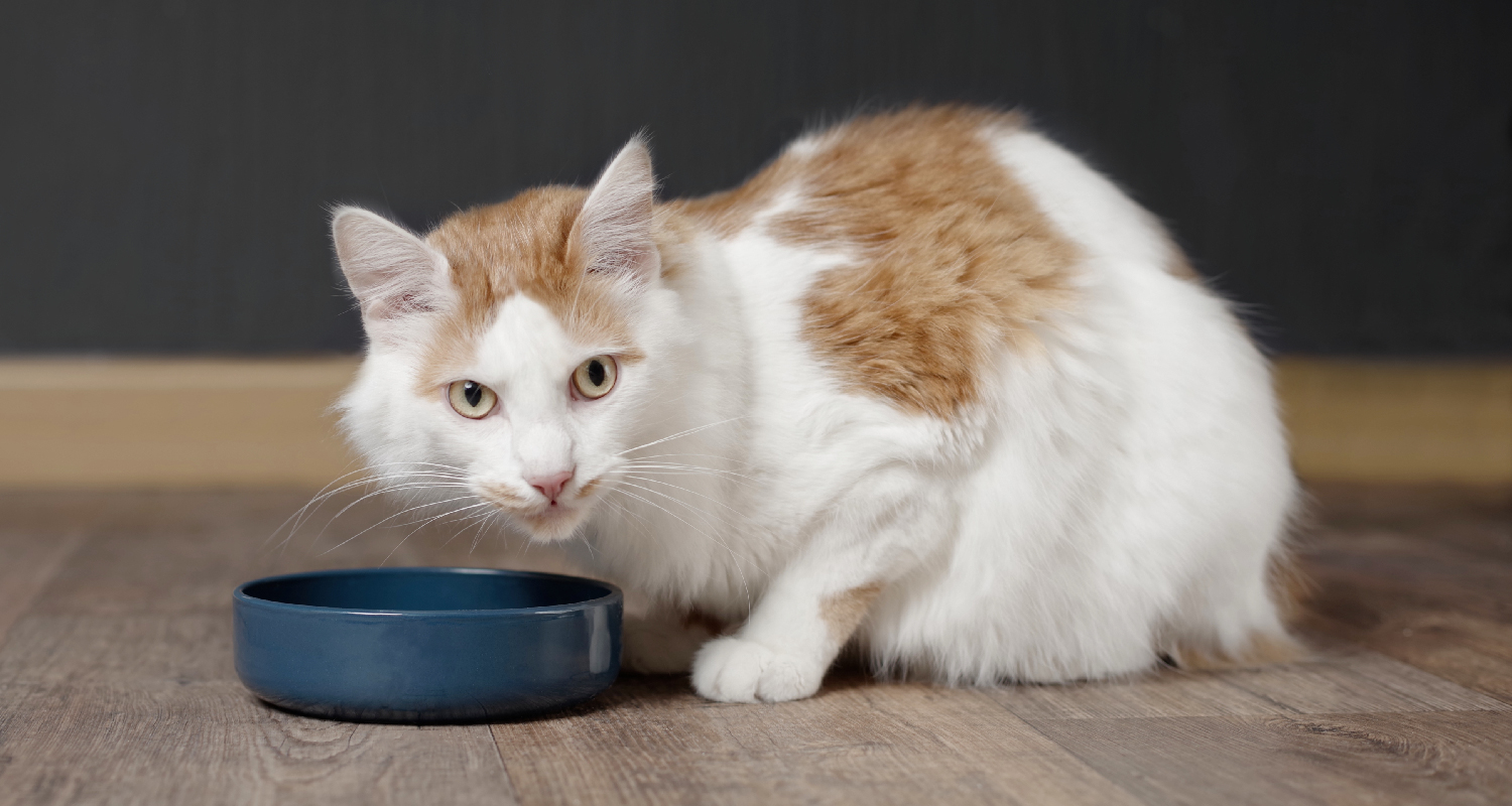 10 tips for caring for cats with kidney failure