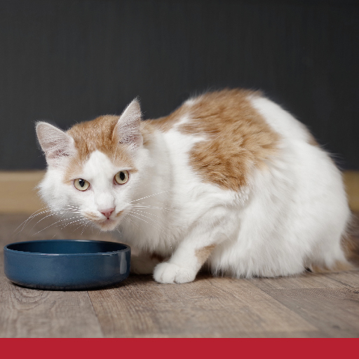 Read more about the article 10 Tips For Cat Owners – Caring For A Cat With CKD