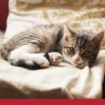 at home management for cats with ckd