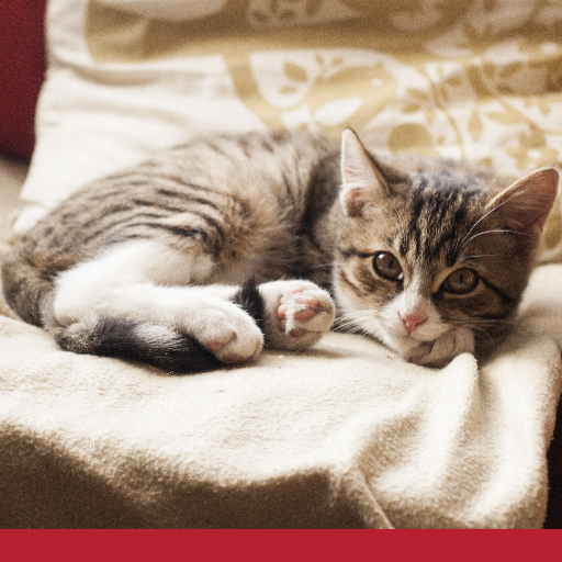 Read more about the article At Home Management For Cats With CKD