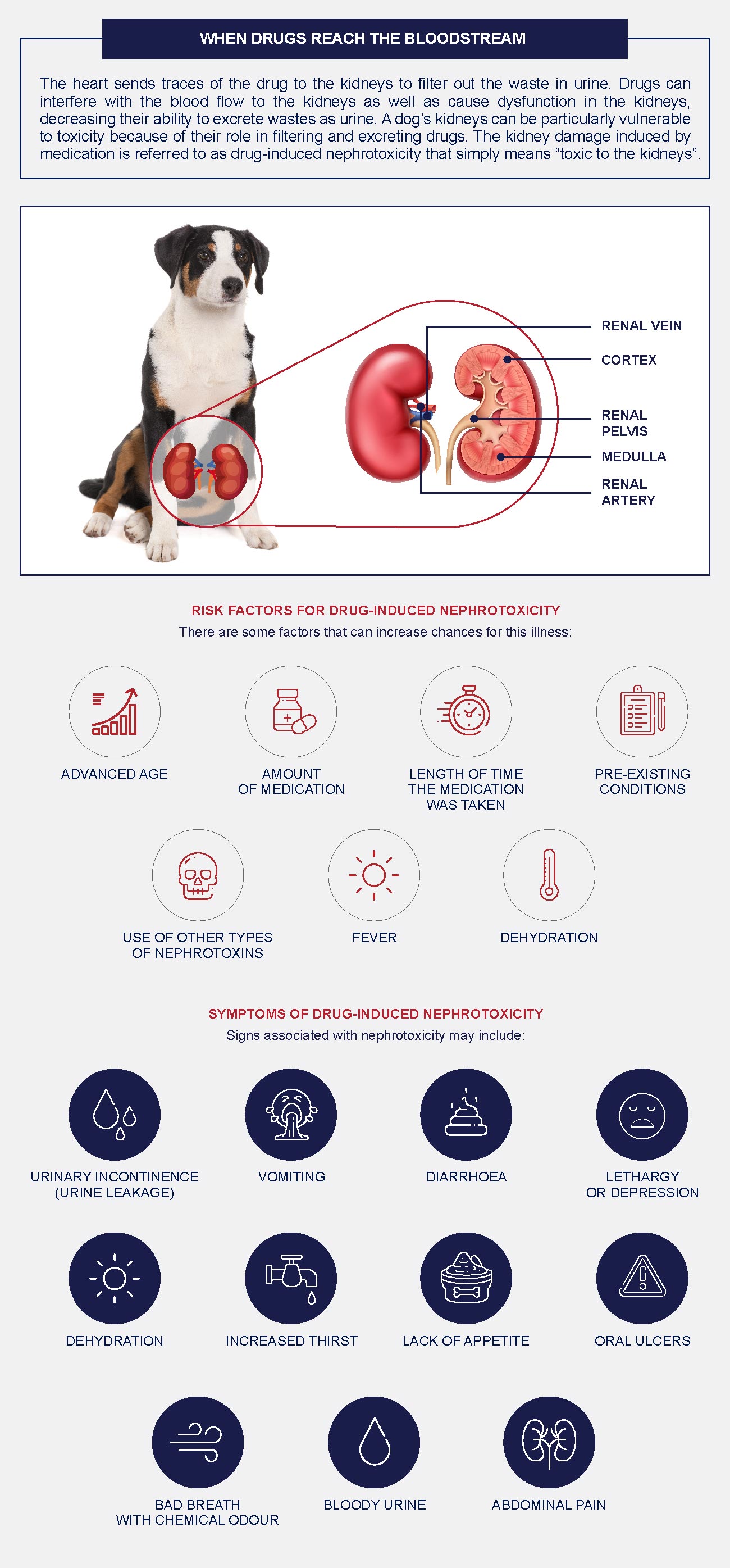 Kidney Toxicity Drug Induced Nephrotoxicity In Dogs Petlifesa