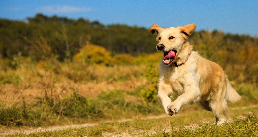 Osteoarthritis In Dogs PetlifeSA