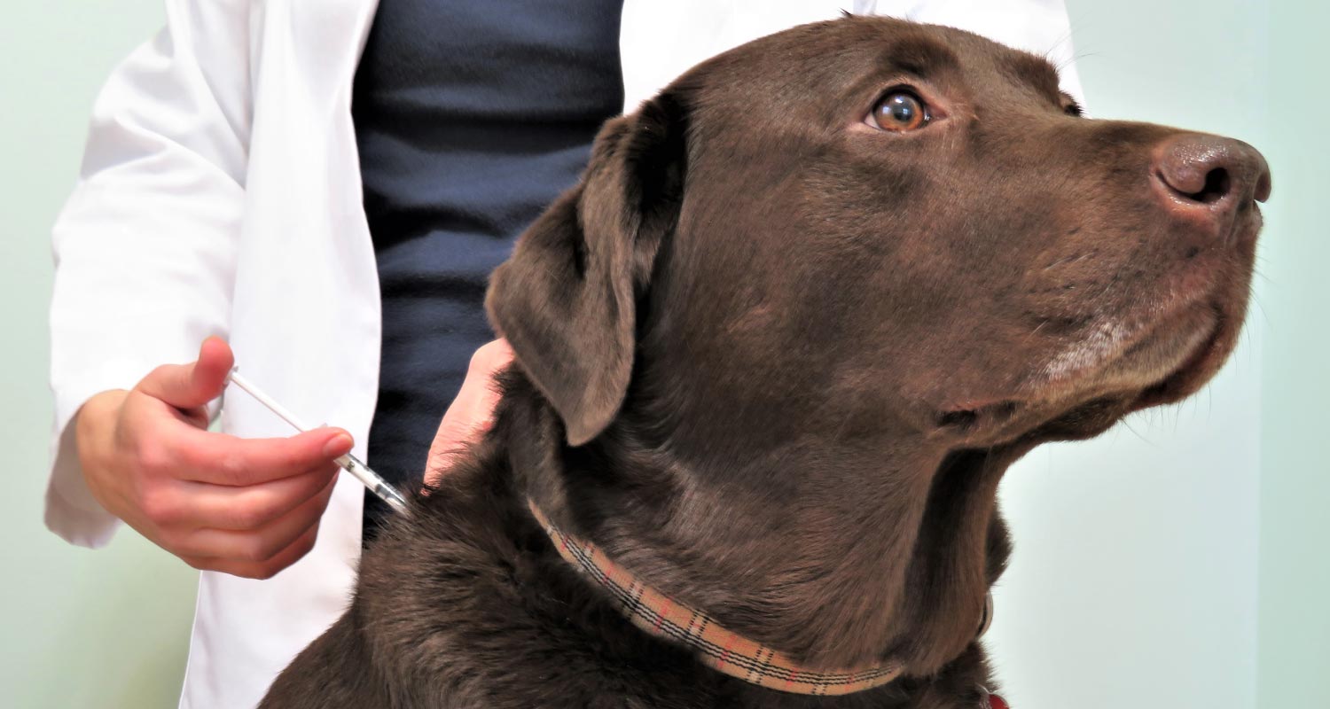 Pain management for your four legged canine friend-signs and solutions