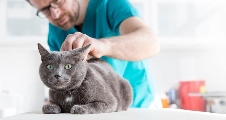 How Can I Check If My Cat Has Worms? PetlifeSA