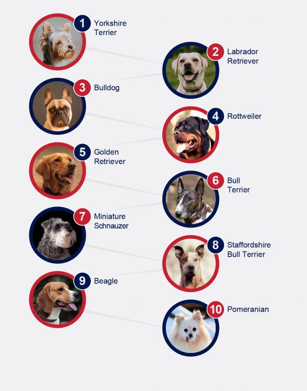 Popular Breeds Of Dogs - PetlifeSA