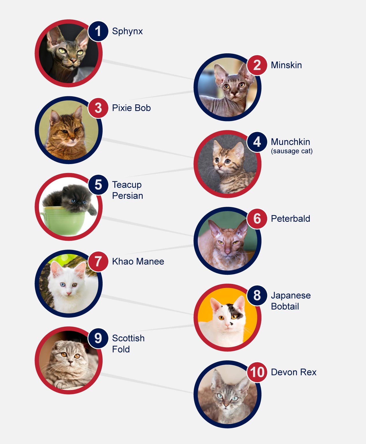 Top 5 Unique Cat Breeds