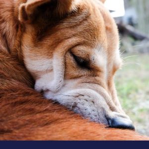 What causes your dogs skin problems