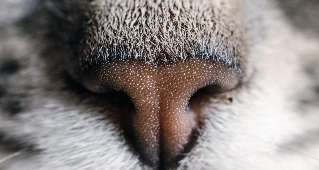 A List Of Common Skin Problems In Cats PetlifeSA