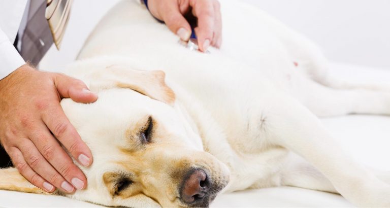 The Causes And Signs Of Yeast Infection In Dogs - PetlifeSA