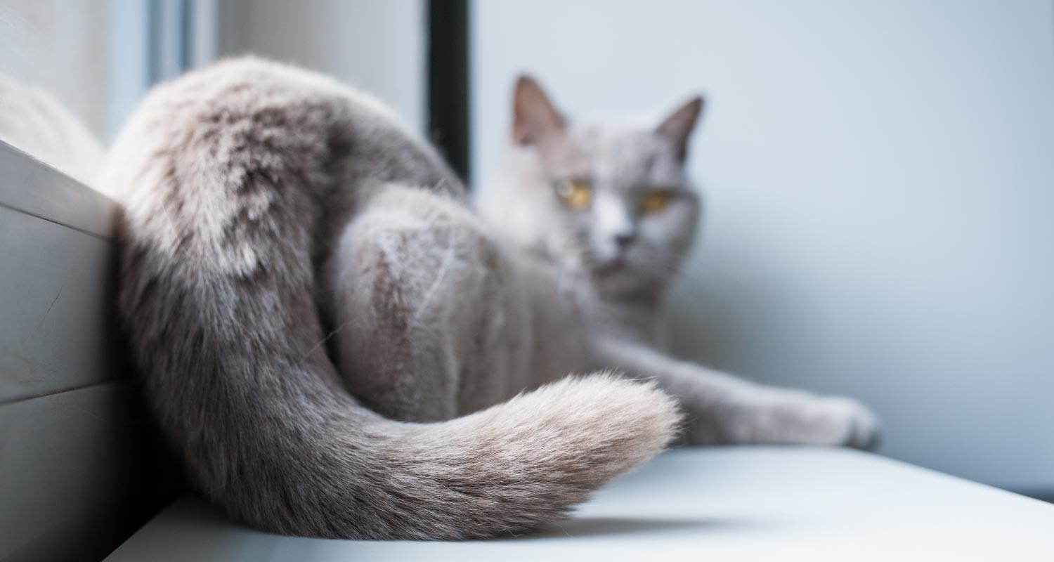 Stud tail cat clearance treatment